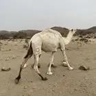 لقيه لقحه