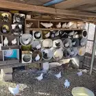 حمام فرنسي
