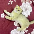 سكوتش فولد