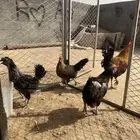 دجاج