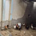 دجاج بلدي
