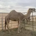 معشر الها20يوم