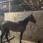 السلام عليكم اعرض لكم حصان شعبي للبيع