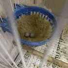 زوج كناري للبيع تحته بيضتين