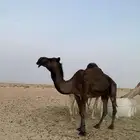 عشرا تو معزول منها حاشيها