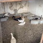 بط ثمان اناثي و ذكر شرط