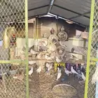 حمام
