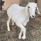 خروف حري