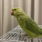 للبيع ببغاء