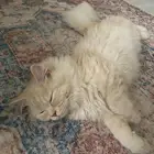 للبيع قط عمره 7 شهور ذكر