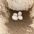 دجاج البيع