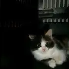 قطط
