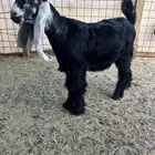 للبيع 4 جفرات عوارض صنف