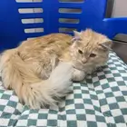 قطه للتبني