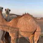 حشو قصب العمر تسع اشهور