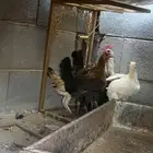 دجاج