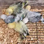 فروخ فيشر طفرات و ألوان مميزة لمحبي التميز