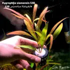 Different types of plants
