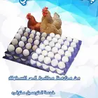 بيض دجاج بلدي انتاج يومي الطبق