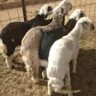 طليان نجد العدد 5 سمان وطيبات