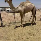 حقة باتليه