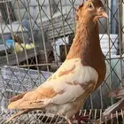 زاجل زينه