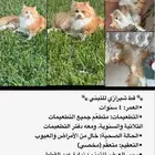 قط معروض للتبني