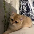 برتش للبيع سكوتش