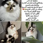 قطه مفقوده