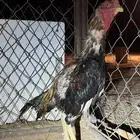 ديك شامو ياباني