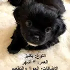 كلب صغير للبيع