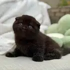 قطة سكوتش بيور للبيع - لون بلاك - يوجد دفع بالتقسيط