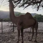 بعير طيب للبيع