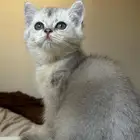 سكوتش ستريت