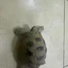 سلحفاه للبيع