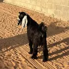 تم البيع تيس عارضي جذع