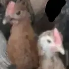 دجاج البيع العدد 8 اربع انثي اربع ذكور العمر شهرين ونص