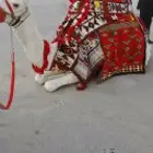 استأجر خيول وجمال زينه وسياسي وحناطير