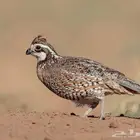 فروخ سمان بوب وايت شهر (تم البيع)