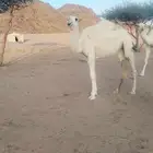 للبيع بكره وضحاء عليانيه غفال سالمه العذرايب