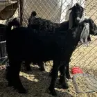 تيوس عوارض ثلاجه