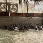 دجاج حبشي للبيع