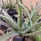 شجر صبار الفيرا