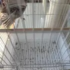 للبيع كناري اروبي