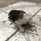 بساس شيرازي