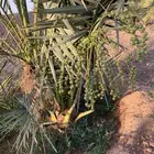 فسايل برحي