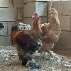 للبيع دجاج براهما بادي يبيض