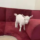 ماعز قزمي