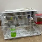 طيور بادجي (طيور الحب)