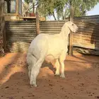 طلي حري